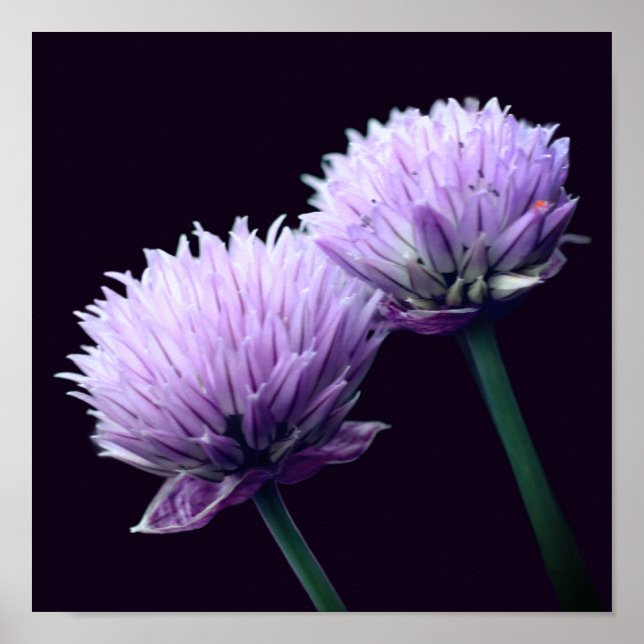Blommar Lila Scallion Allium Close Poster (Framsidan)