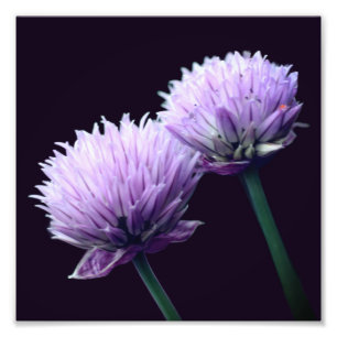Blommar Lila Scallion Allium Close up 8x8 Fototryck