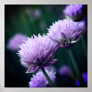 Blommar Lila Scallion Allium Close Up Poster
