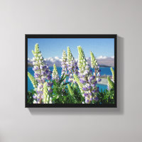 Blommar Lupine New Zealand Ligcape