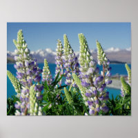 Blommar Lupine New Zealand Ligcape