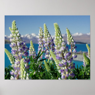 Blommar Lupine New Zealand Ligcape Poster