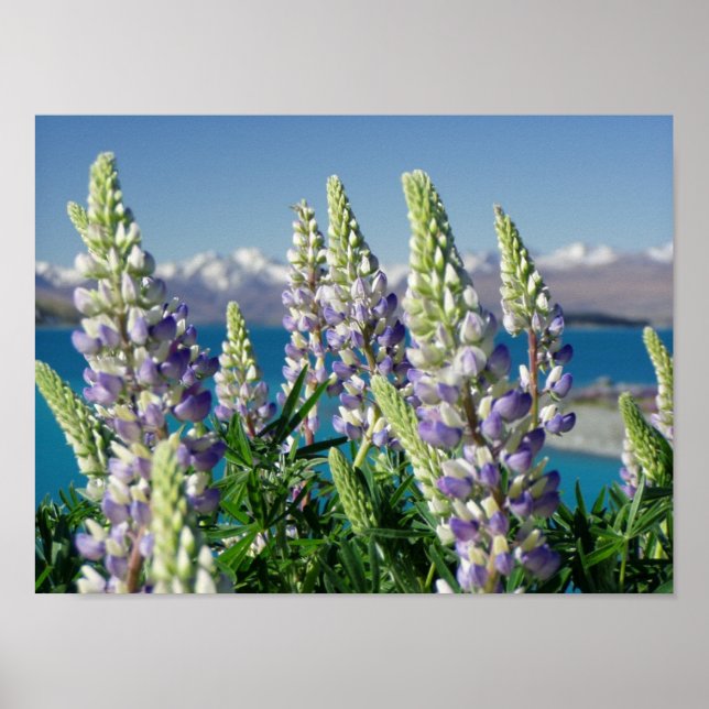 Blommar Lupine New Zealand Ligcape Poster (Framsidan)