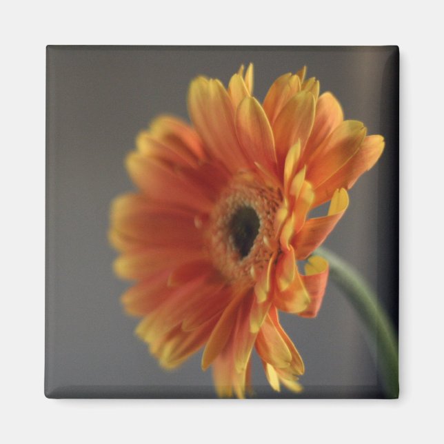 Blommar Magnet (Framsidan)