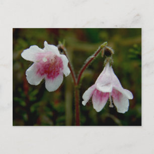 Blommar med tvillingblommor, Unalaska Island Vykort