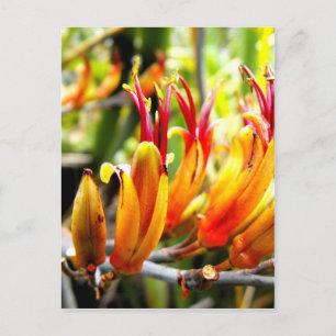 Blommar New Zealand Flax Vykort