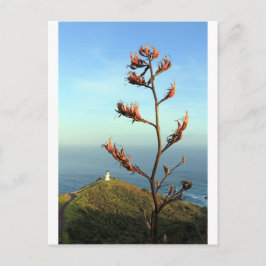 Blommar Nya Zeelands lin Cape Reinga Vykort