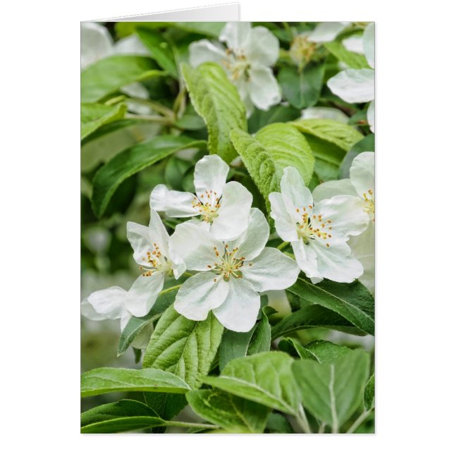 blommar OBS kort (Framsidan)