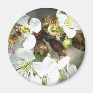 Blommar och bin från körsbär magnet