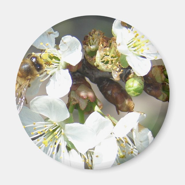 Blommar och bin från körsbär magnet (Framsidan)