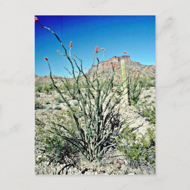 Blommar Ocotillo, Butte Behind Vykort (Framsida)