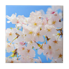 Blommar om körsbär i Vår Kakelplatta