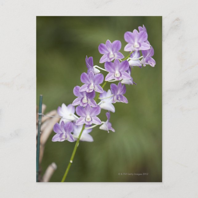 Blommar orkidanläggning. vykort (Framsida)