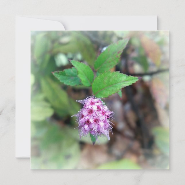 Blommar på hösten (Framsida)