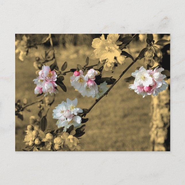 Blommar på Sepiablommavykort Vykort (Framsida)