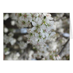 Blommar Pear Träd Bloom Hälsningskort