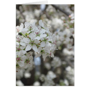 Blommar Pear Träd Bloom Hälsningskort