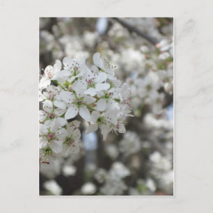 Blommar Pear Träd Bloom Vykort