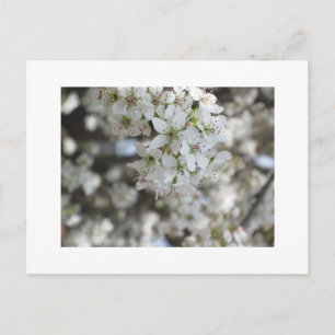 Blommar Pear Träd Bloom Vykort