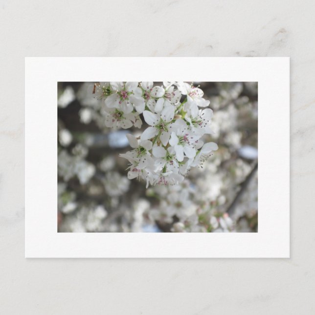 Blommar Pear Träd Bloom Vykort (Framsida)