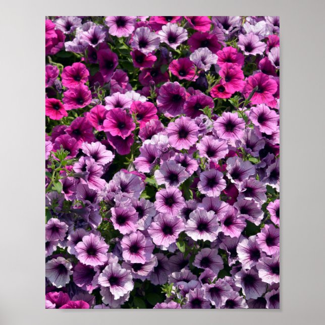 Blommar petunia surfinia poster (Framsidan)
