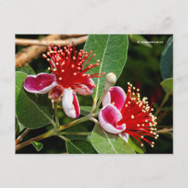 Blommar Pineapple Guava / Guavasteen / Feijoa Vykort