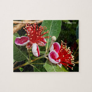 Blommar Pineapple Guava / Guavasteen Pussel