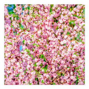 Blommar Plum Fototryck