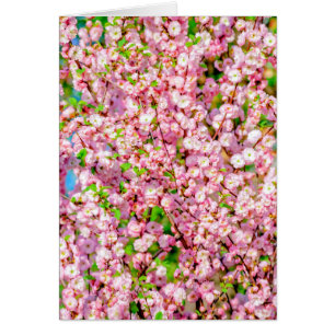 Blommar Plum Hälsningskort