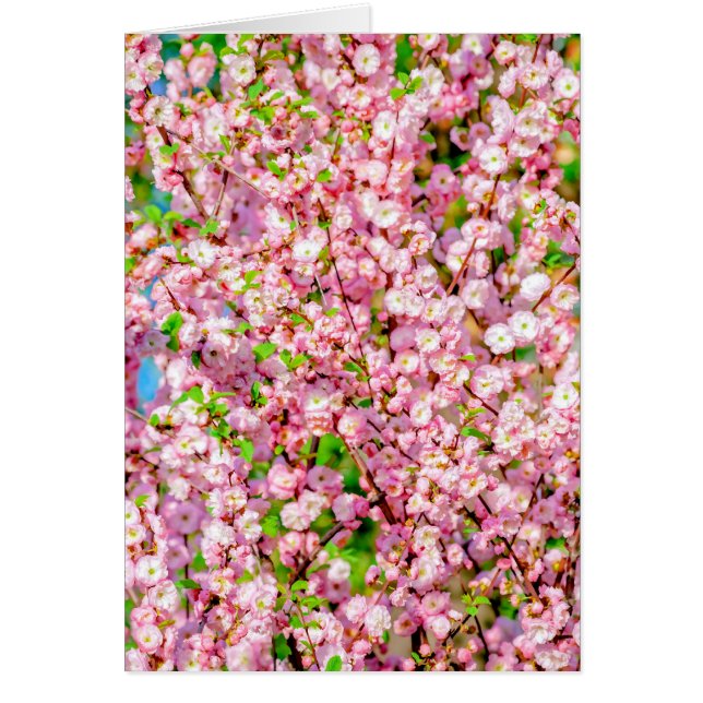 Blommar Plum Hälsningskort (Framsidan)