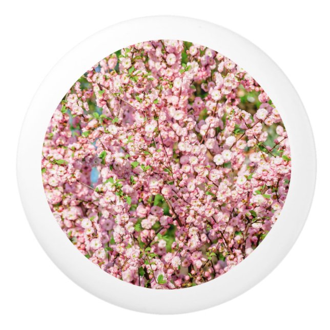 Blommar Plum Knopp (Framsidan)