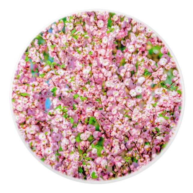 Blommar Plum Knopp (Framsidan)