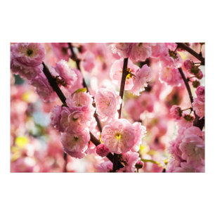 Blommar Plum - Rosa Paradize Fototryck