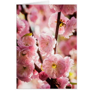 Blommar Plum - Rosa Paradize Hälsningskort