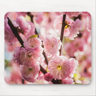 Blommar Plum - Rosa Paradize Musmatta