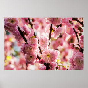 Blommar Plum - Rosa Paradize Poster