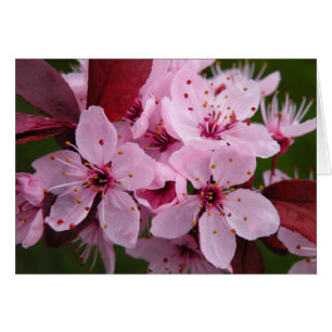 Blommar Plum - tomt kort