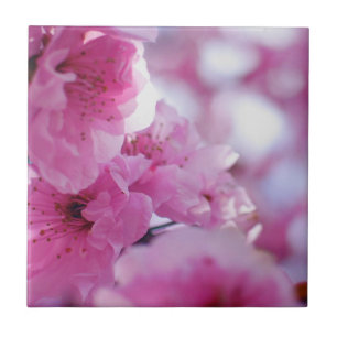 Blommar Plum Träd Blommar Kakelplatta