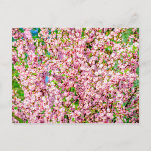 Blommar Plum Vykort