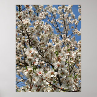 blommar poster