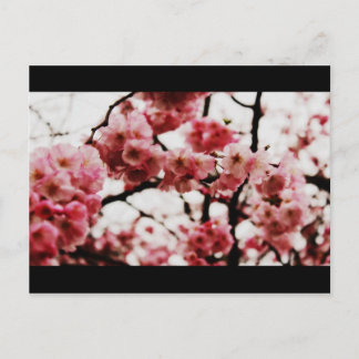 Blommar-postkort Vykort