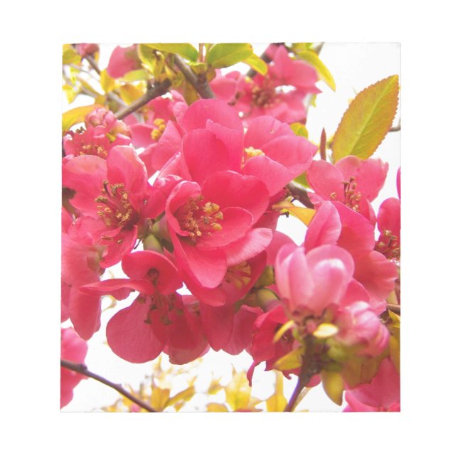 Blommar Quince Japan Rosa Vår blommor Shrub  Anteckningsblock (Framsida)