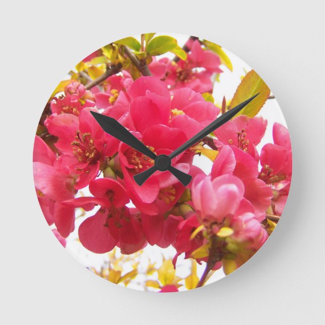 Blommar Quince Japan Rosa Vår blommor Shrub  Rund Klocka (Framsida)