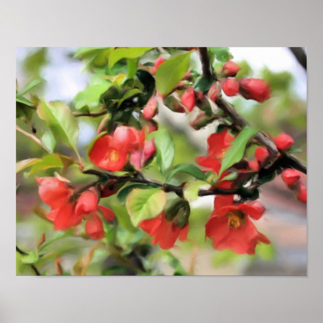 Blommar Quince Red-Blommar Poster (Framsidan)