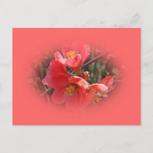 Blommar Quince Träd Vykort