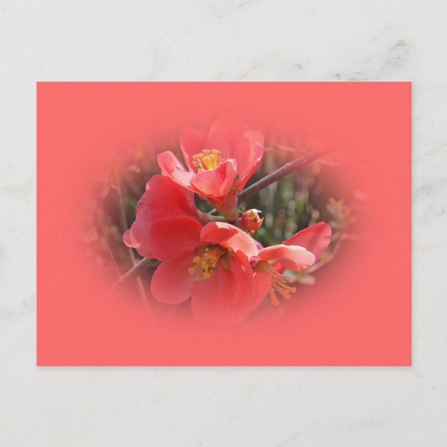 Blommar Quince Träd Vykort (Framsida)