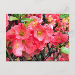 Blommar Quince [vykort] Vykort