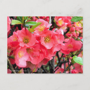 Blommar Quince [vykort] Vykort