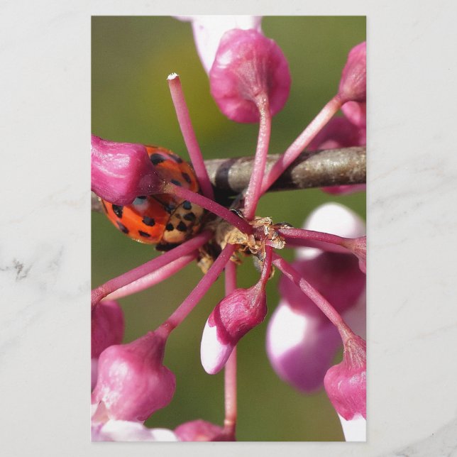 Blommar Redbud med Ladybug (Framsida)