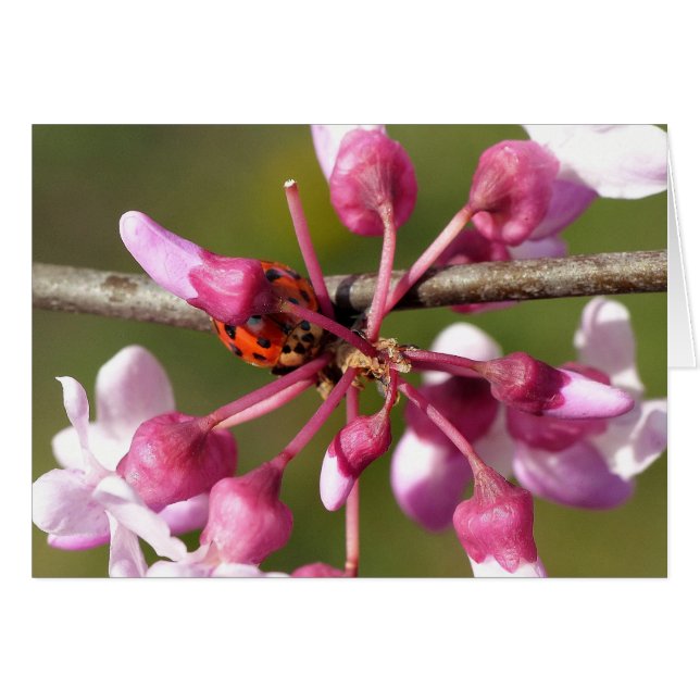 Blommar Redbud med Ladybug Hälsningskort (Framsidan Horizontal)